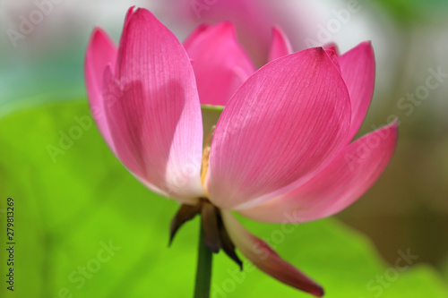 Fresh bright petals of the water lily bud at the moment of early flowering © ironstuffy