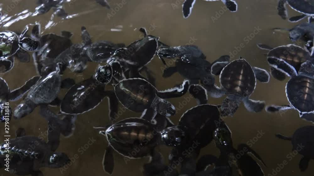 A group of small baby turtles swimming in an incubation pool. Sea