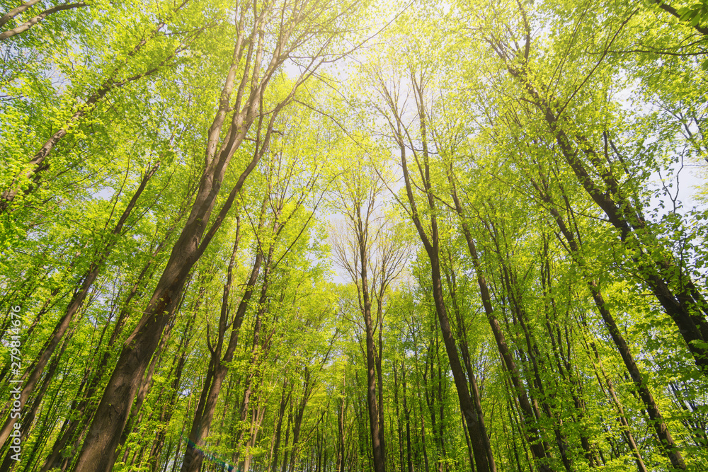 Looking up sunlight beautiful forest. Trees with green Leaves. Bottom view. Looking up sunlight beautiful forest. Trees with green Leaves. Bottom view.