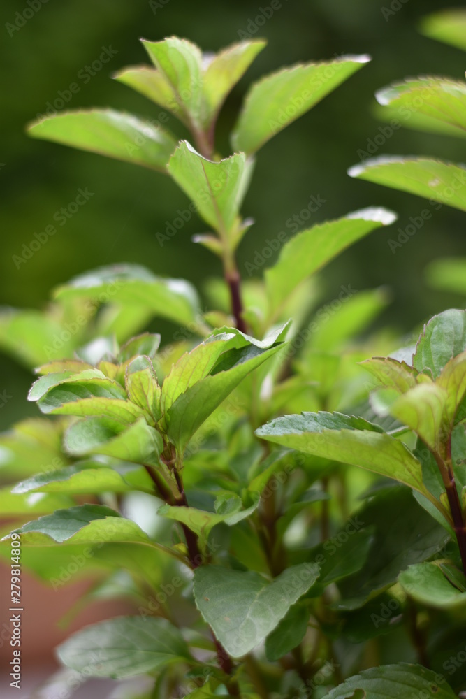 Zitronenminze (Mentha gentilis) Zitronenminze (Mentha gentilis)