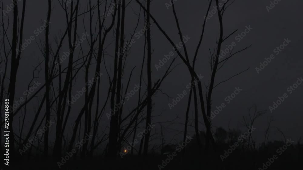 The Bare Branches Of The Trees Sway In The Winds At Light Of The Twilight The Bare Branches Of The Trees Sway In The Winds At Light Of The Twilight