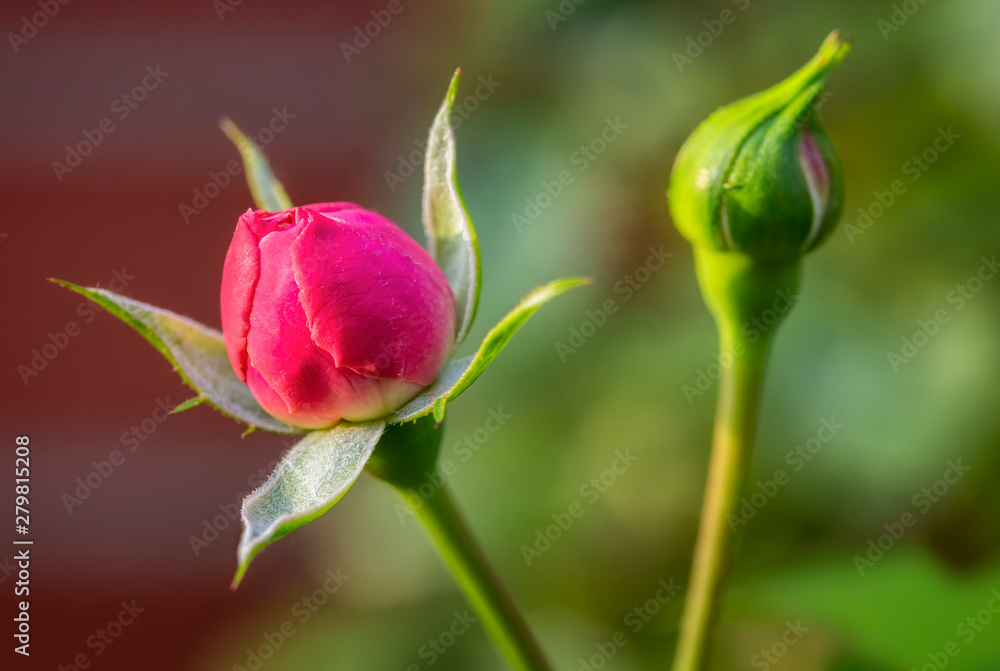 Nahaufnahme einer kleinen Rosenblüte und einer Rosenknospe im Abendlicht vor unscharfem Hintergrund Nahaufnahme einer kleinen Rosenblüte und einer Rosenknospe im Abendlicht vor unscharfem Hintergrund