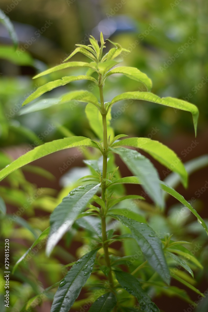 Zitronenverbene (Aloysia citrodora) Zitronenverbene (Aloysia citrodora)