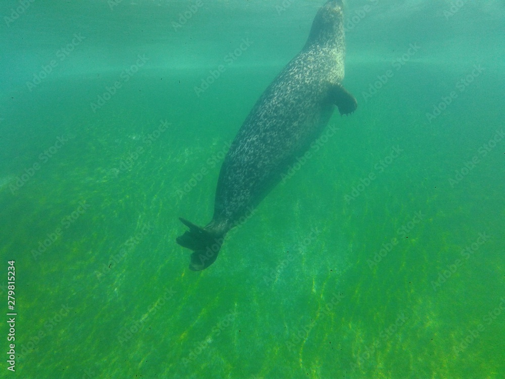 Naklejka premium Phoque