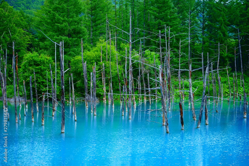 北海道 美瑛の青い池 Hokkaido Blue Pond In Biei Stock Photo Adobe Stock 北海道 美瑛の青い池 Hokkaido Blue Pond In Biei Stock Photo Adobe Stock