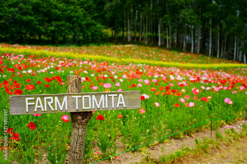 【北海道】富田ファーム / 【Hokkaido】Farm Tomita