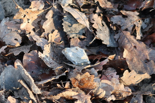 stone in the middle of the dead leaves