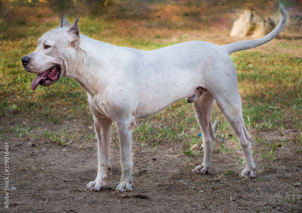 Dogo Argentino dog standing in profile