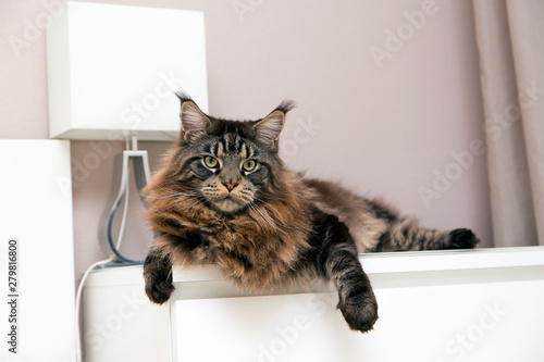 Foto Maine Coon cat lies on a white camod and looks away