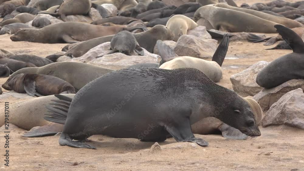 A colony of sea lions on the Atlantic coast of Africa in Namibia. A colony of sea lions on the Atlantic coast of Africa in Namibia.
