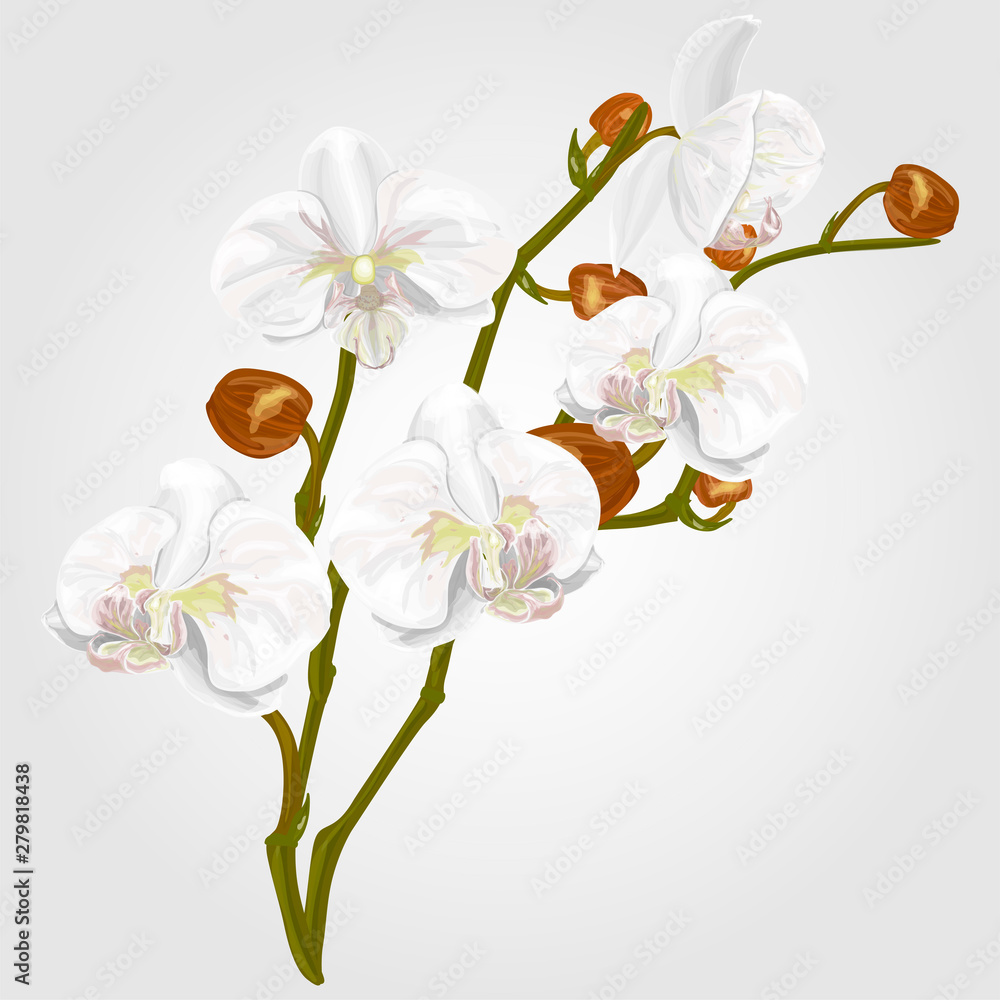 Fototapeta premium Flower white Orchid watercolor. Vector illustration, EPS 10