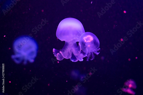 Closeup of Jellyfish, in pink neon light
