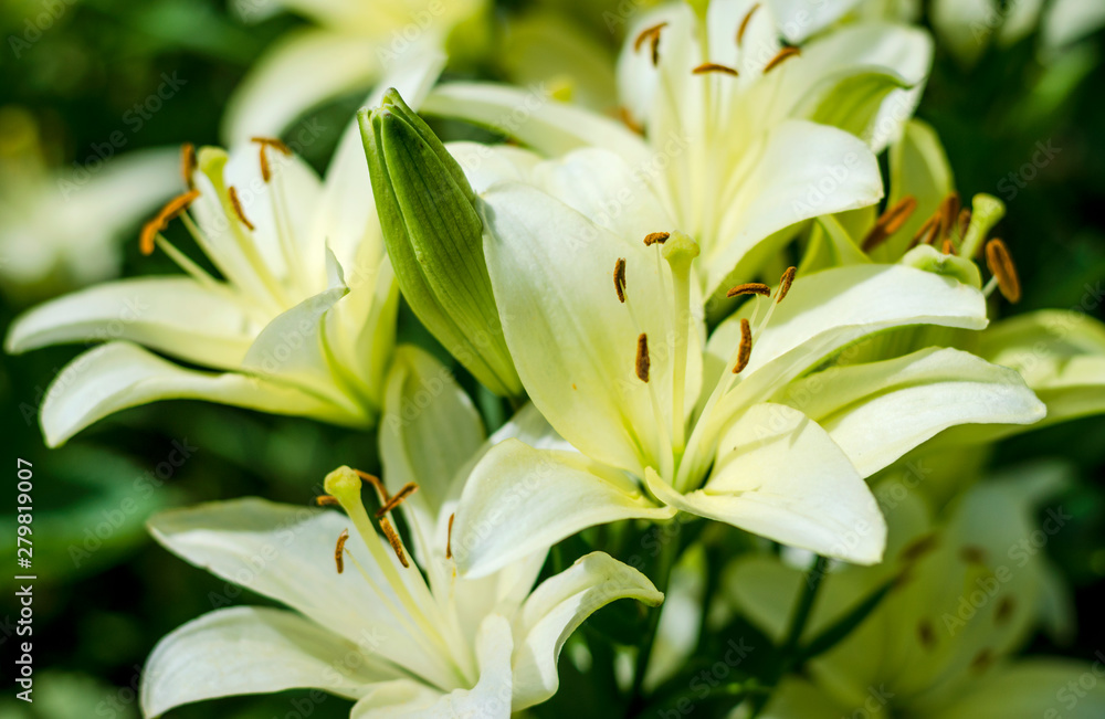 Obraz premium white lily flower garden