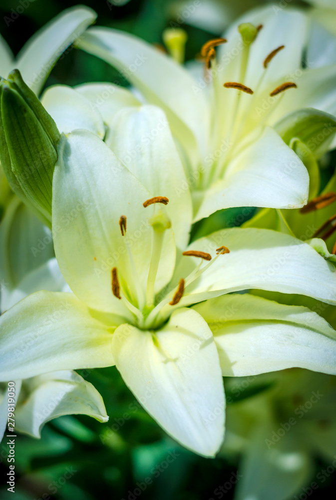 white lily flower garden white lily flower garden