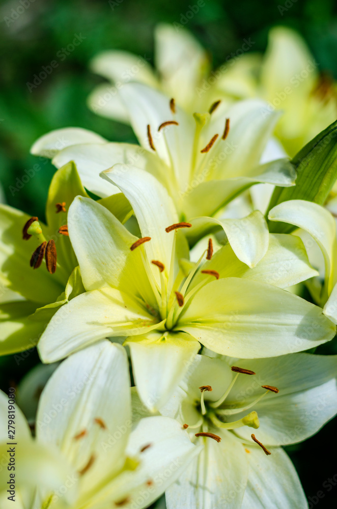 white lily flower garden white lily flower garden