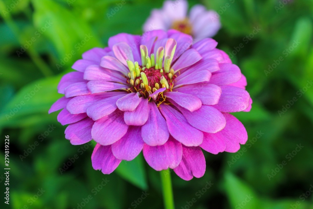 pink zinnia  flower in garden