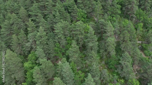 Coniferous forest pine trees aerial shot France  photo
