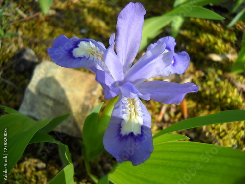 Wood Iris Blossom