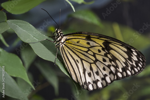 Side view yellow butterfly on leaf