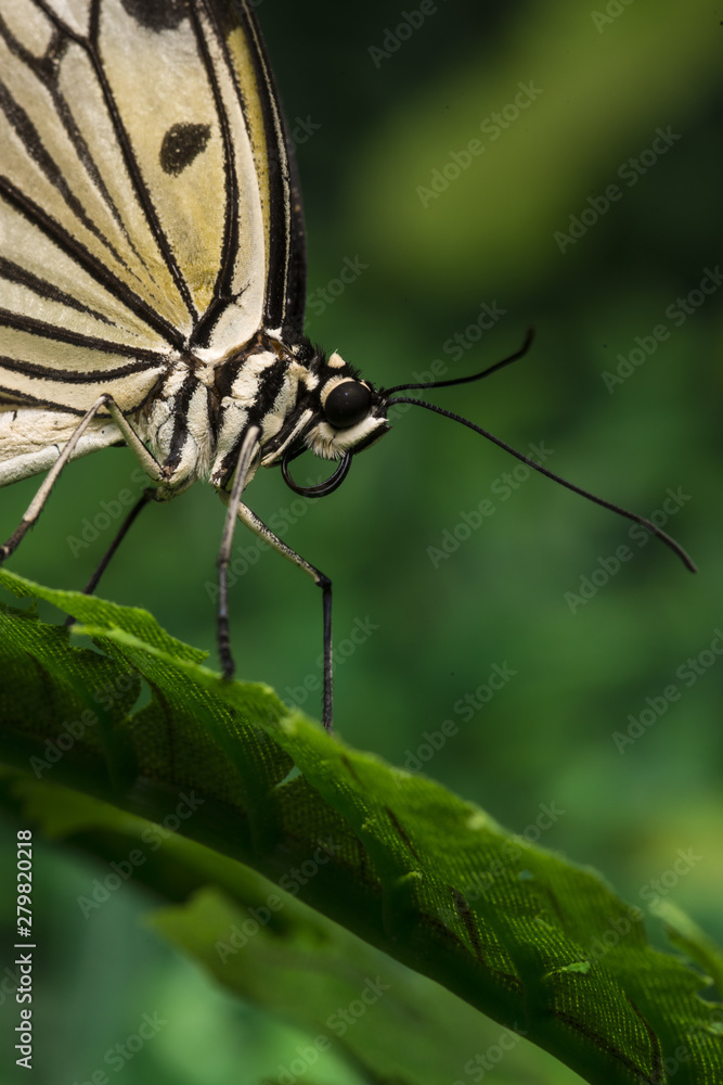 Obraz premium Close up pale colored butterfly