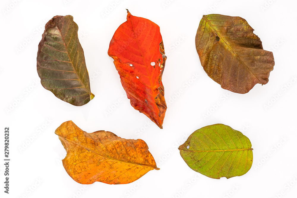 Naklejka premium leaf on white background