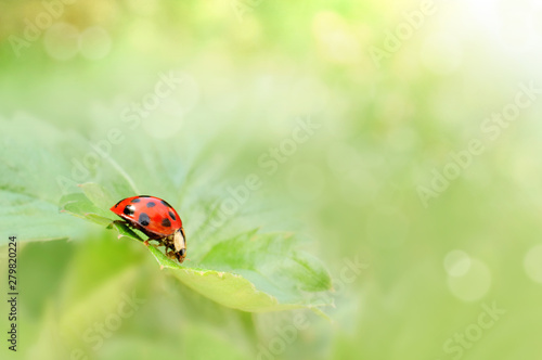 Ladybug closed up on green leaf of strawberry at sunny summer day