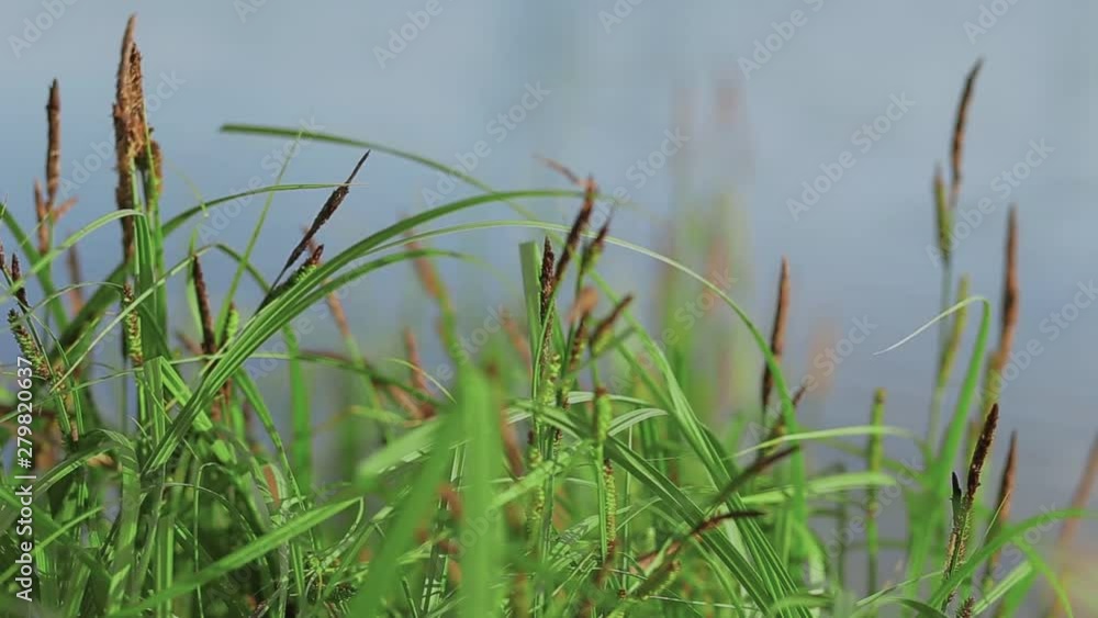 Close-up Of Fresh Green Grass Sways In The Midst Of A Warm Summer Day Close-up Of Fresh Green Grass Sways In The Midst Of A Warm Summer Day
