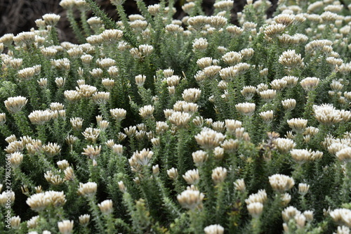 flowers in the garden