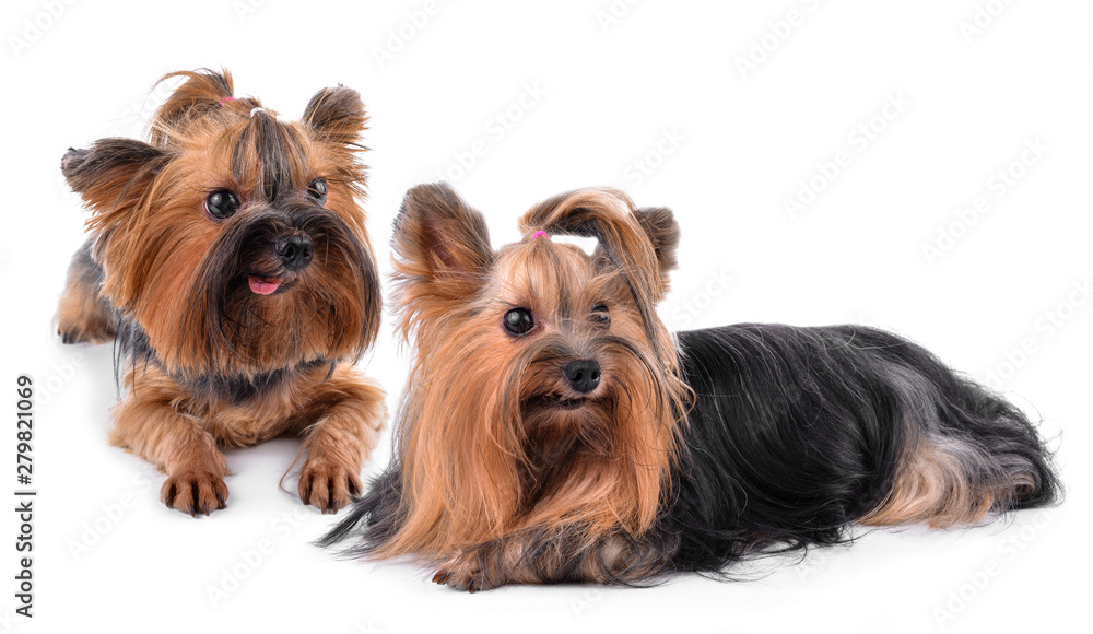 yorkshire terrier isolated on white yorkshire terrier isolated on white