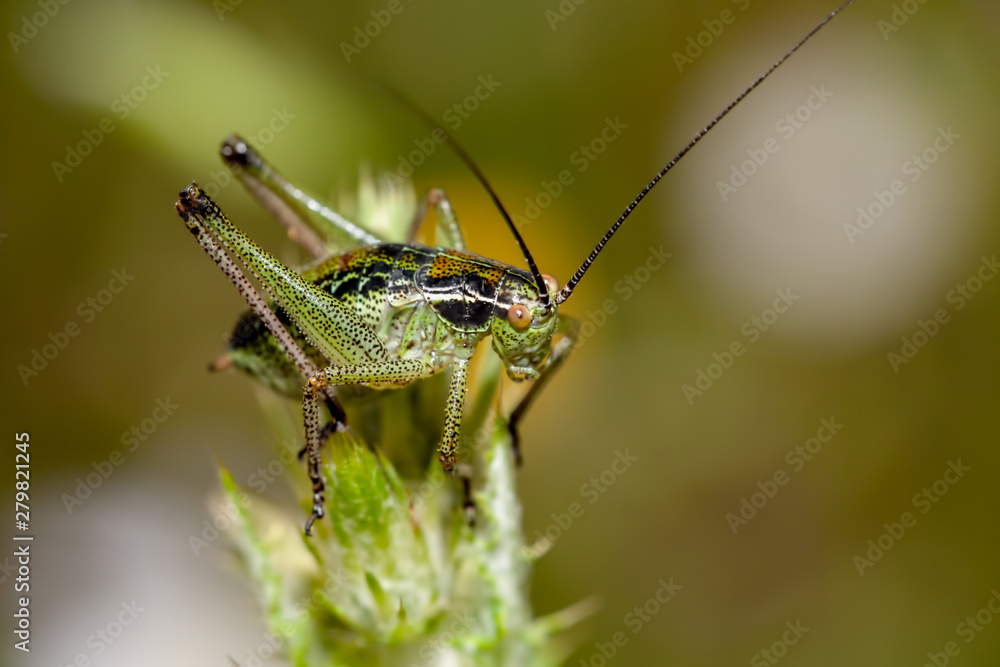 green black background grasshopper flower
