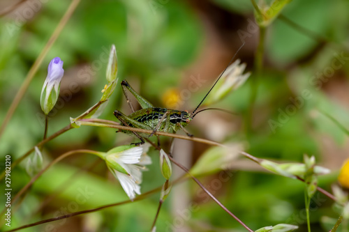 green black background grasshopper flower