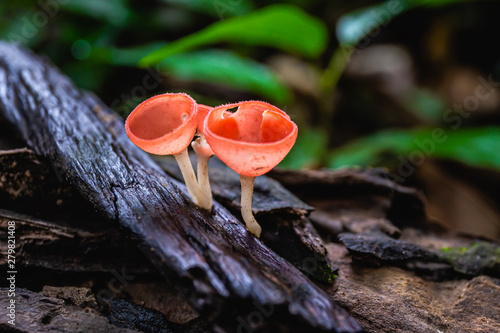 Closeup of Colorful mushroom or Champagne mushroom in rain forest, Thailand. Select focus