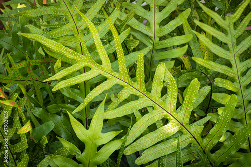 Beautiful green leaves of ferns in the forest. Select focus photo