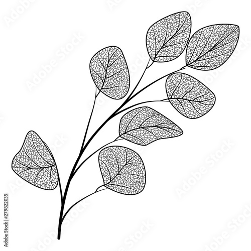 Branch with leaves eucalyptus. Vector illustration.