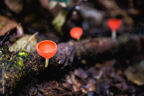 Closeup of Colorful mushroom or Champagne mushroom in rain forest, Thailand. Select focus