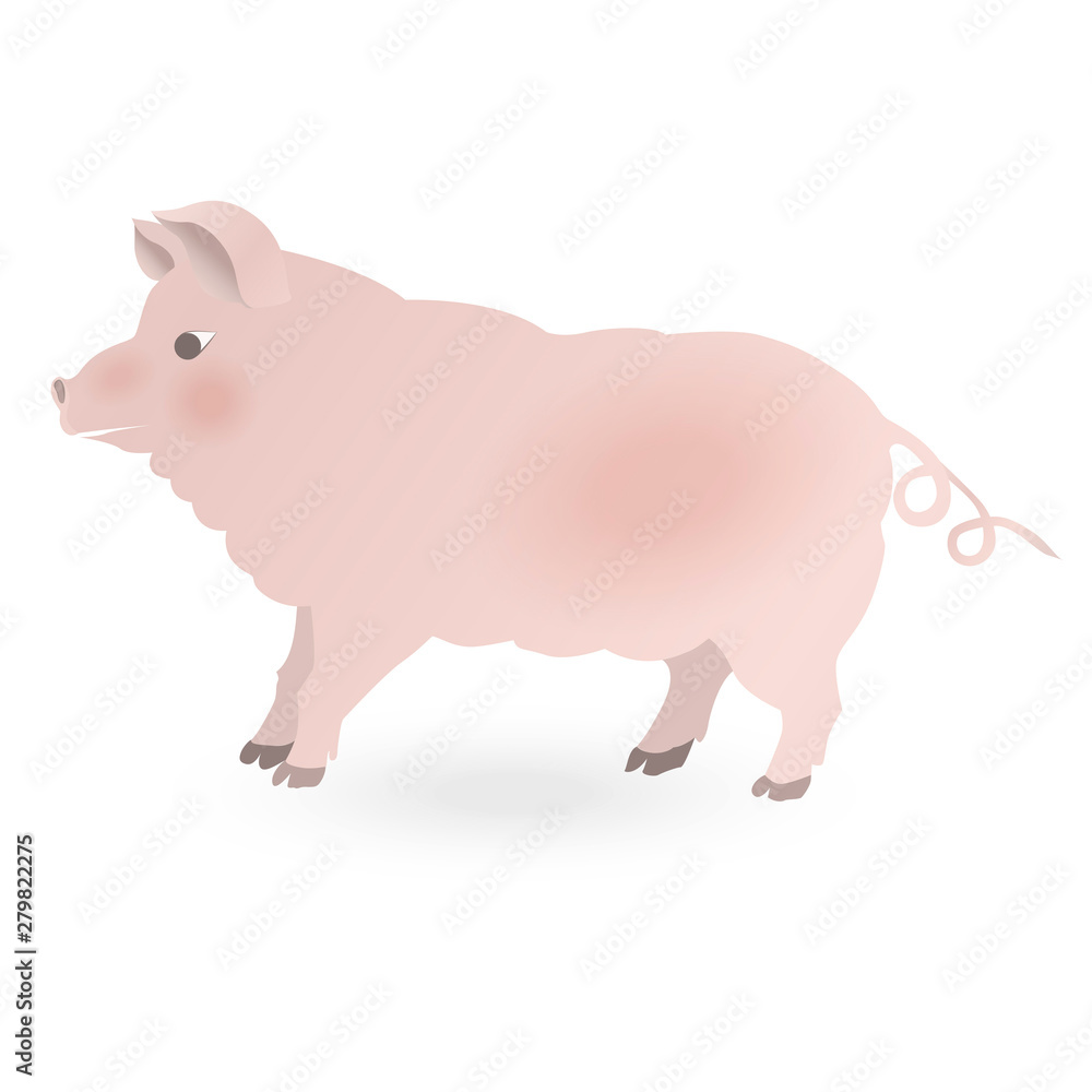 The pig is isolated on white. Vector illustration. The pig is isolated on white. Vector illustration.