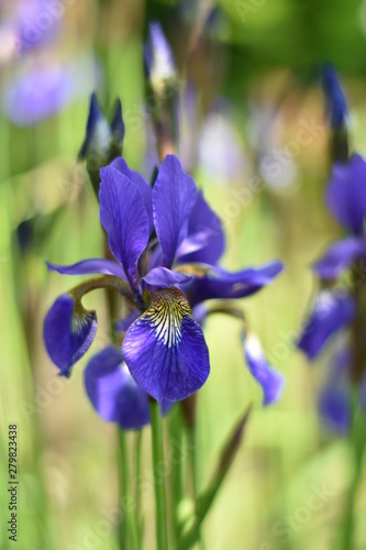 Blüte einer Schwertlilie (Iris)