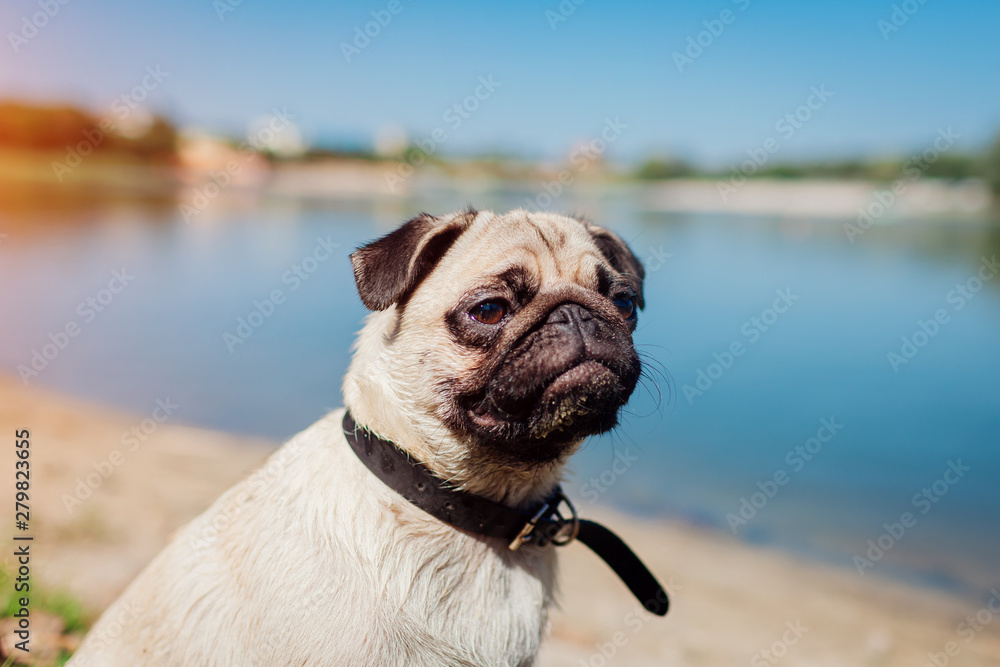 Pug dog sitting by river. Happy puppy waiting a command of master. Dog chilling outdoors