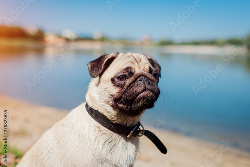 Pug dog sitting by river. Happy puppy waiting a command of master. Dog chilling outdoors © maryviolet