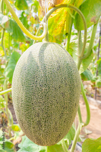 Closeup fresh and ripe Cantaloupe (Cucumis Melo L. var. Cantaloupensis) on the ivy plants for harvesting in the greenhouse photo