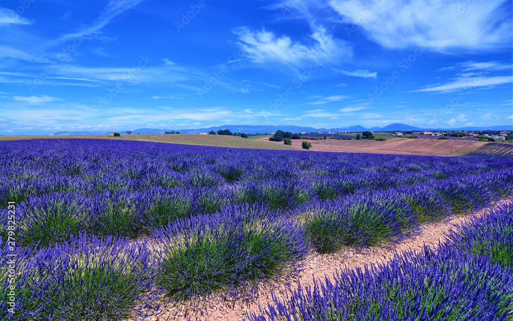 France, Provence, Valensole