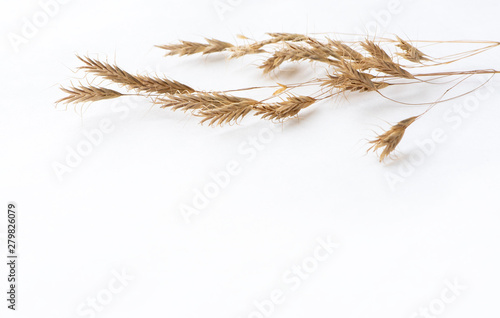Dried meadow grass on white background, copy space, flat lay.