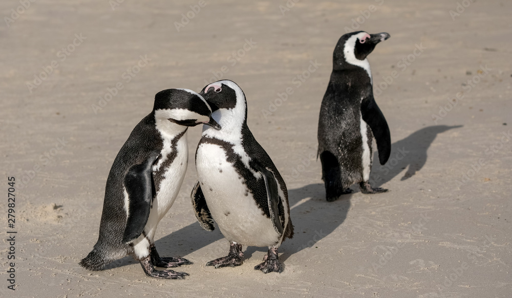 Obraz premium African penguins at Boulders Beach in Simonstown, Cape Town, South Africa.