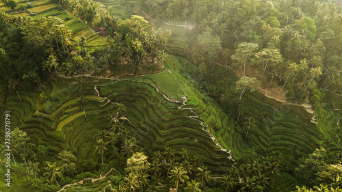 Tegallalang Rice Terraces in Bali. Aerial view from above in the morning