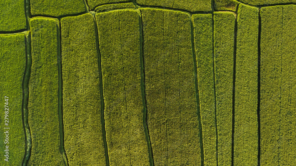 Abstract geometric shapes of agricultural parcels in green color..Bali rice fields. Aerial view shoot from drone directly above field. Abstract geometric shapes of agricultural parcels in green color..Bali rice fields. Aerial view shoot from drone directly above field.