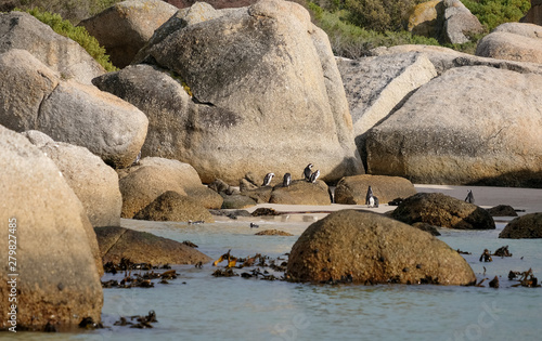 African penguins at Boulders Beach in Simonstown  Cape Town  South Africa.