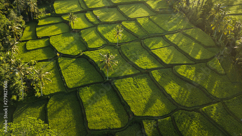 Rice terraces hill in Ubud at sunrise, Bali Indonesia. Beautiful sun light and rays on field