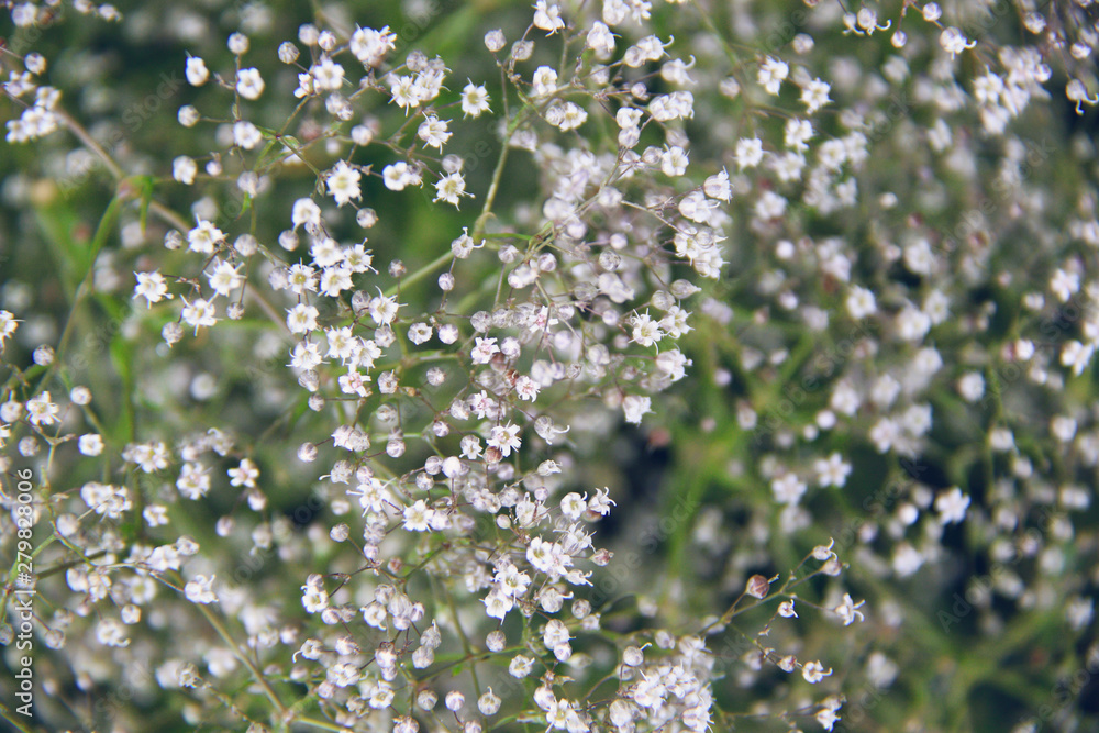 little white summer flowers background little white summer flowers background