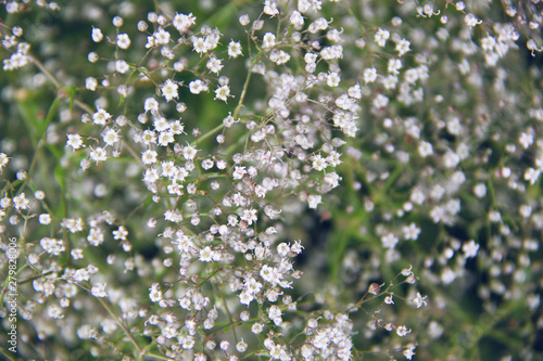 little white summer flowers background