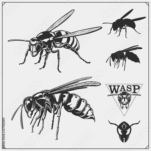 Set of Wasp labels, badges, icons and design elements. Dangerous stinging insects collection. Sport club emblems. Print design for t-shirt.